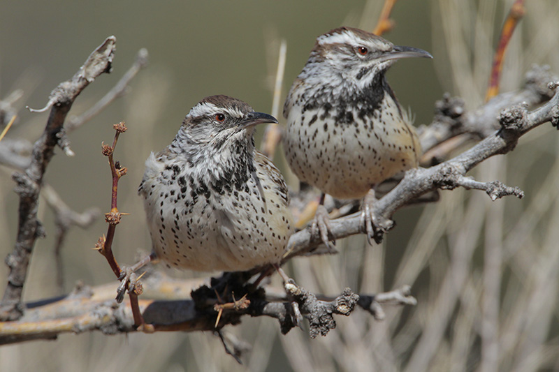 Cactus Wren