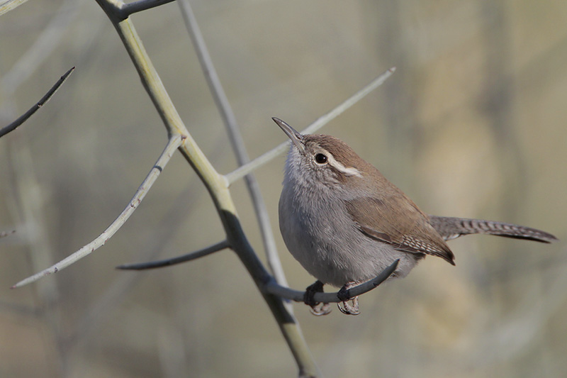 Bewicks Wren