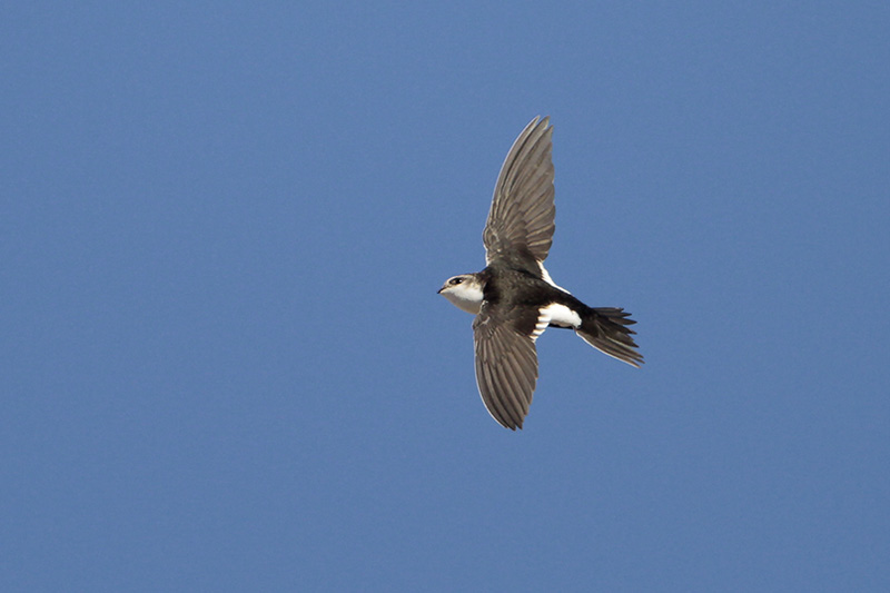 White-throated Swift