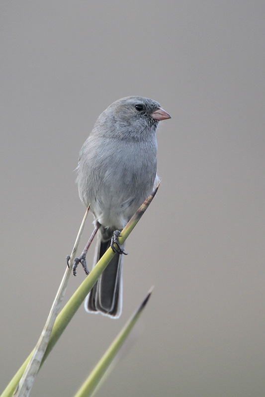 Black-chinned Sparrow