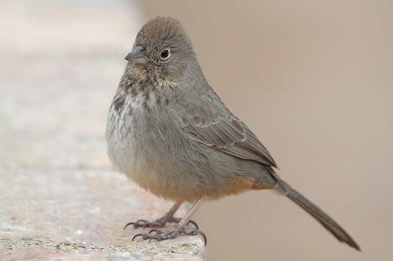 Canyon Towhee