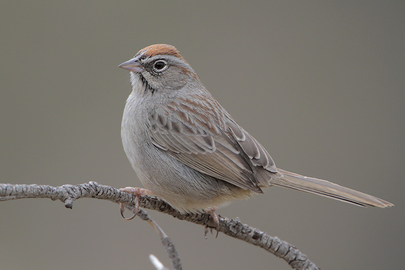 Rufous-crowned Sparrow