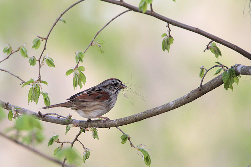 Swamp Sparrow