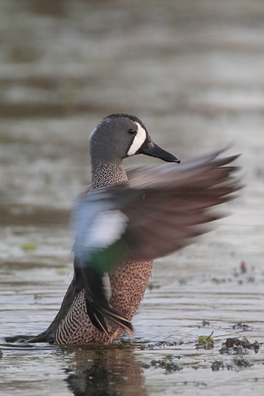 Blue-winged Teal