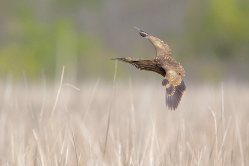 American Bittern
