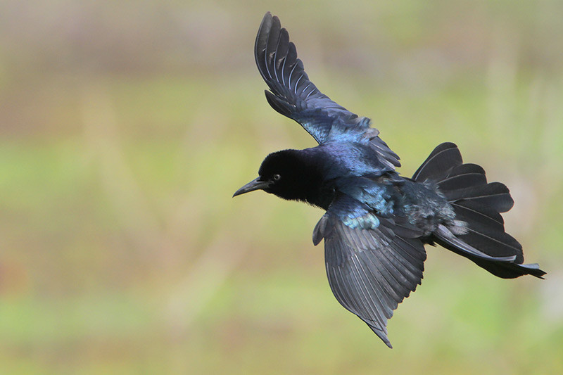 Boat-tailed Grackle