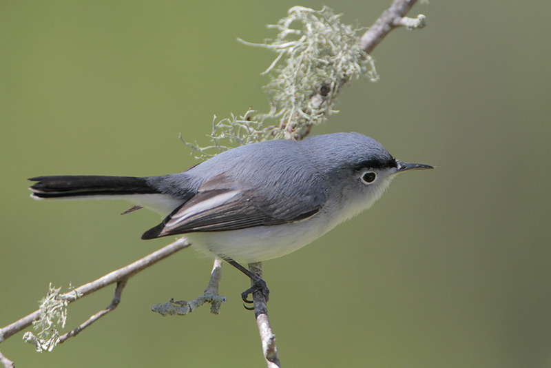 Blue-gray Gnatcatcher