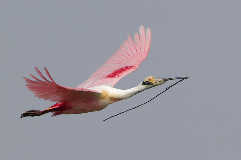 Roseate Spoonbill