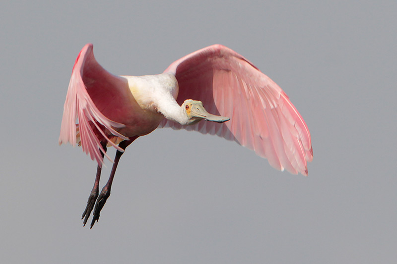 Roseate Spoonbill