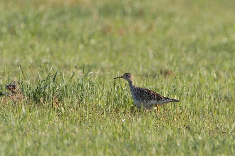 Upland Sandpiper