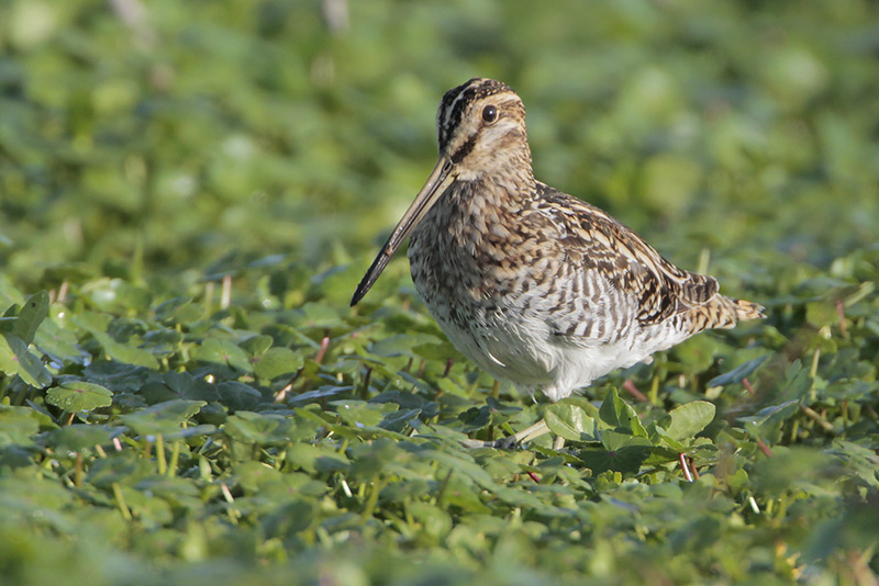 Wilsons Snipe