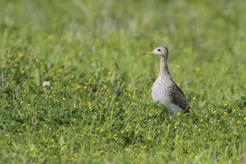 Upland Sandpiper