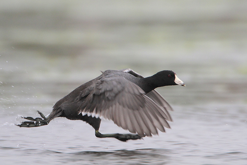American Coot