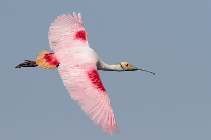 Roseate Spoonbill