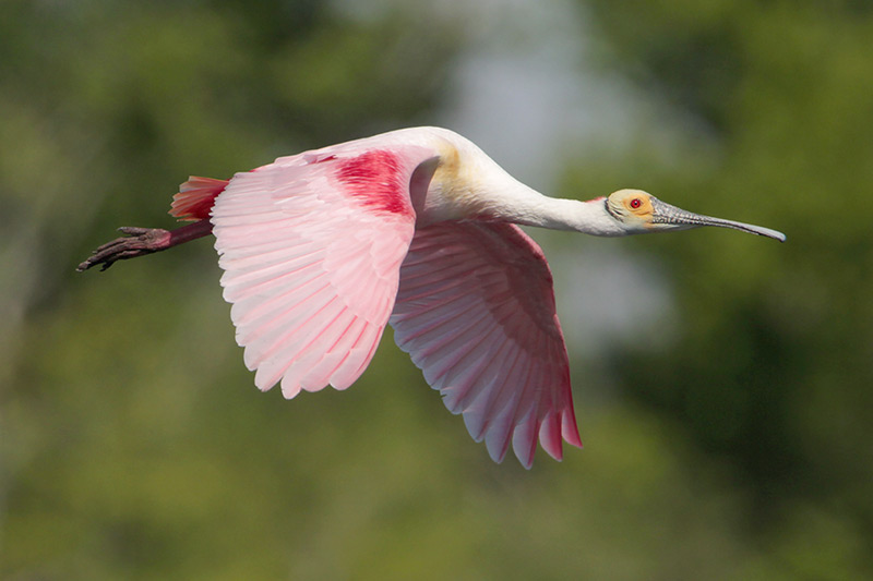 Roseate Spoonbill