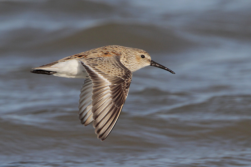 Dunlin