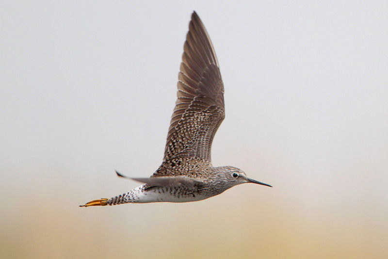 Lesser Yellowlegs