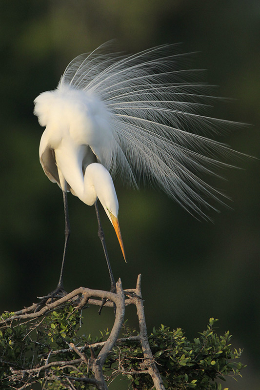 Great Egret