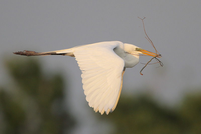 Great Egret