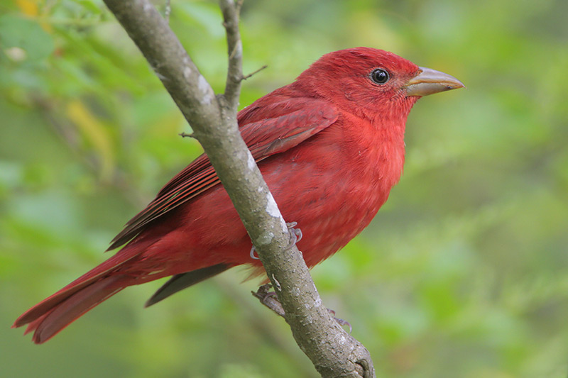 Summer Tanager