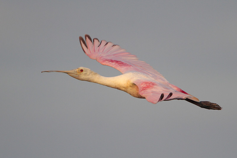 Roseate Spoonbill