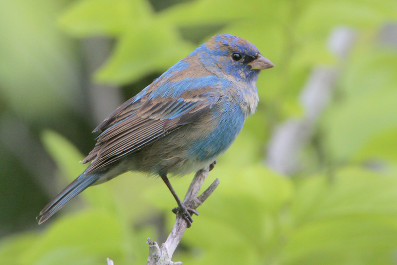 Indigo Bunting