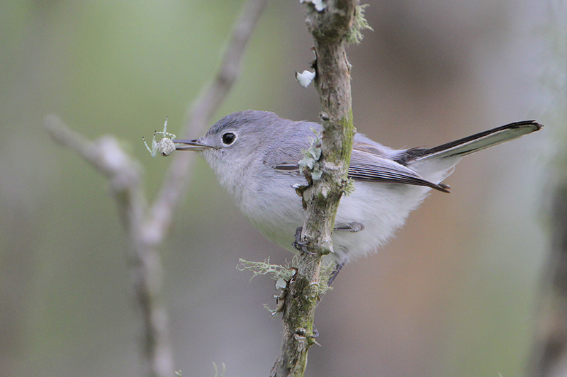 Blue-gray Gnatcatcher