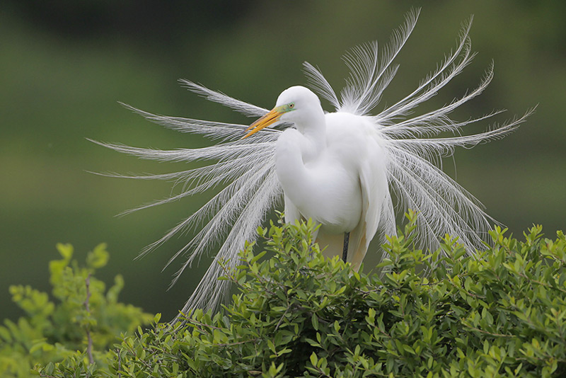 Great Egret