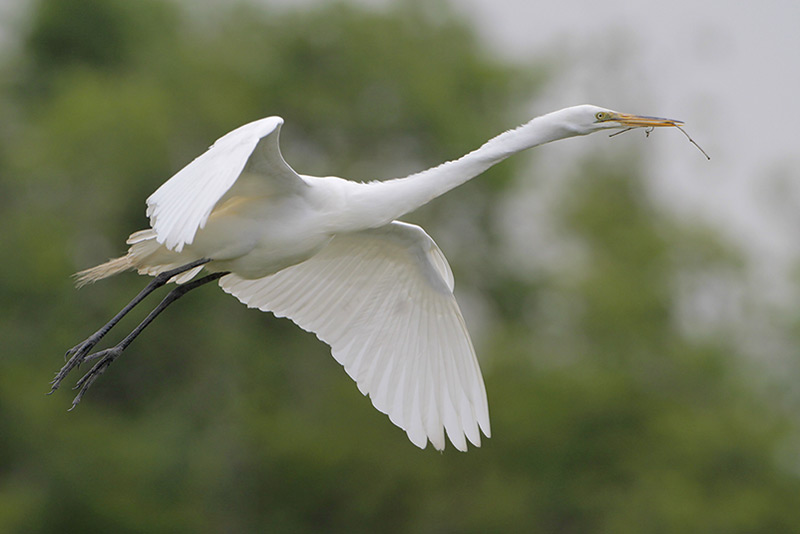 Great Egret