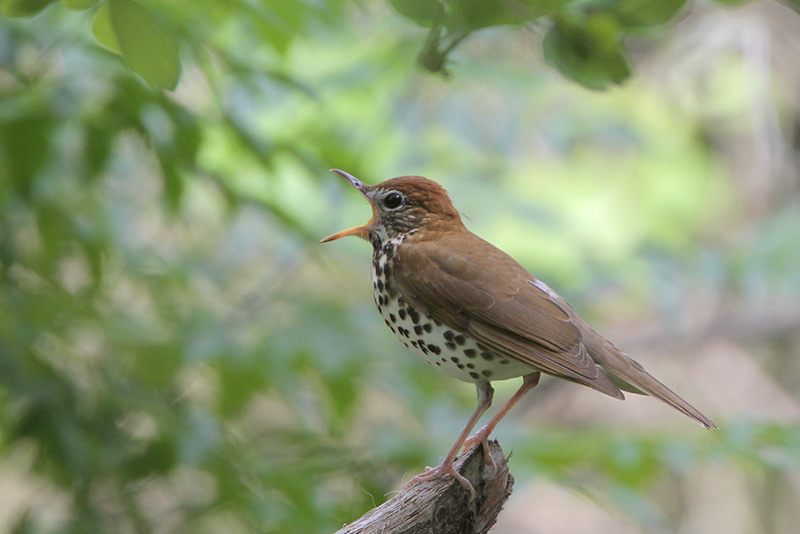 Wood Thrush