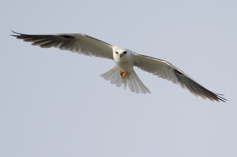 White-tailed Kite