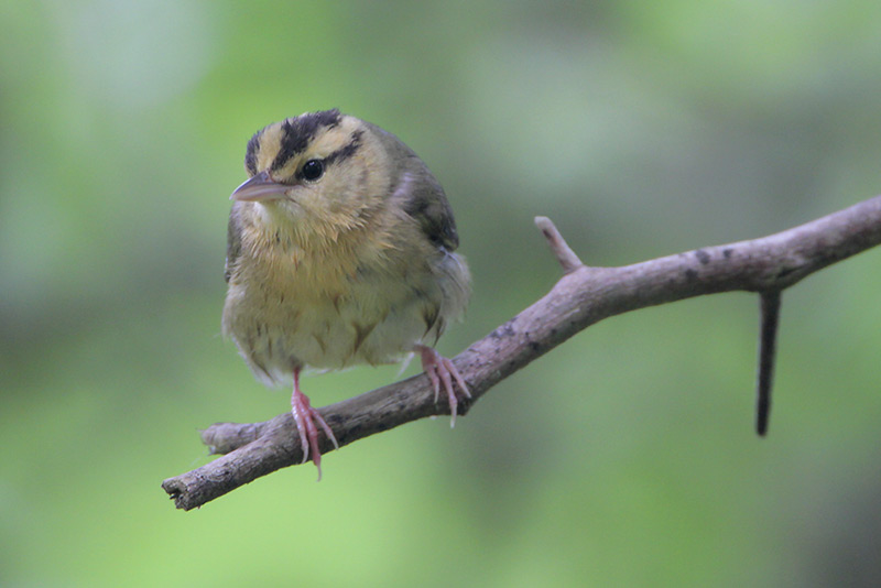 Worm-eating Warbler