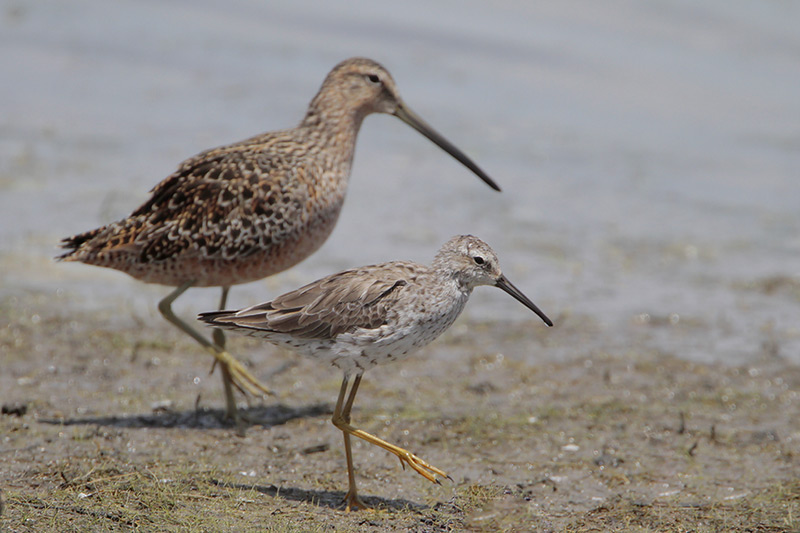 Stilt Sandpiper