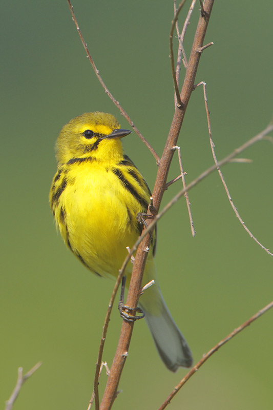 Prairie Warbler