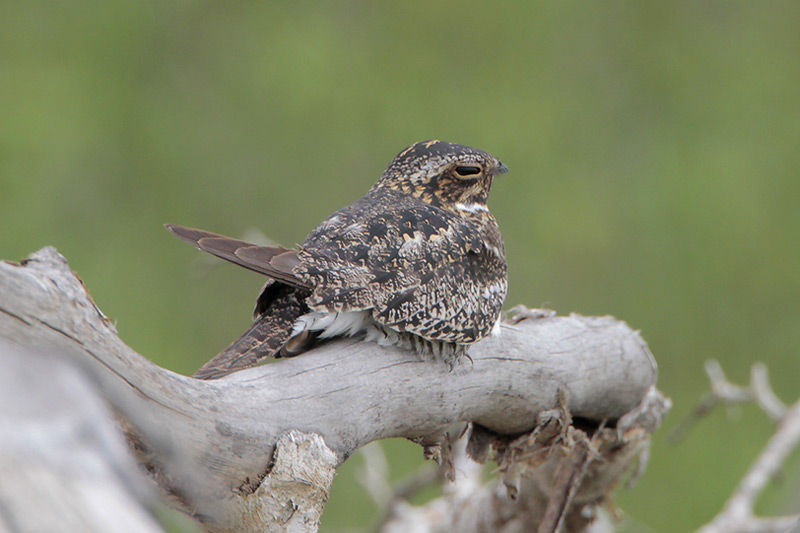 Common Nighthawk