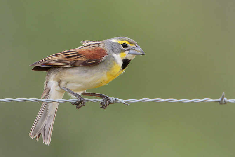 Dickcissel