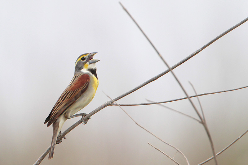 Dickcissel