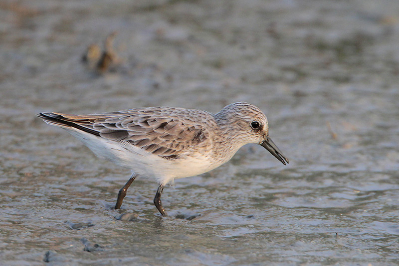 Semipalmated Sandpiper