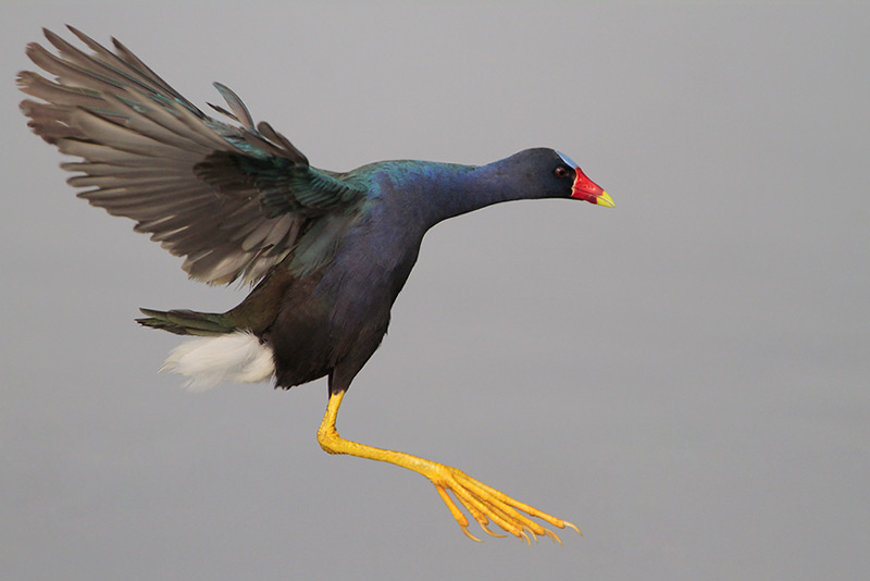 Purple Gallinule