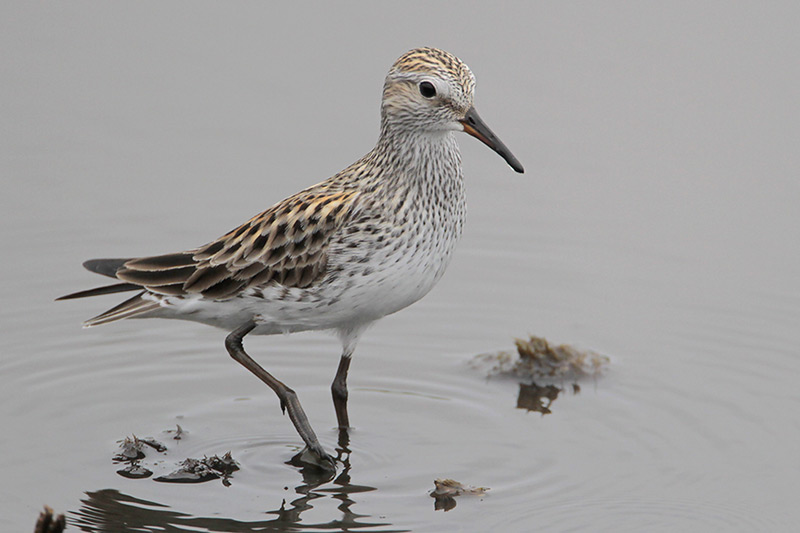White-rumped Sandpiper