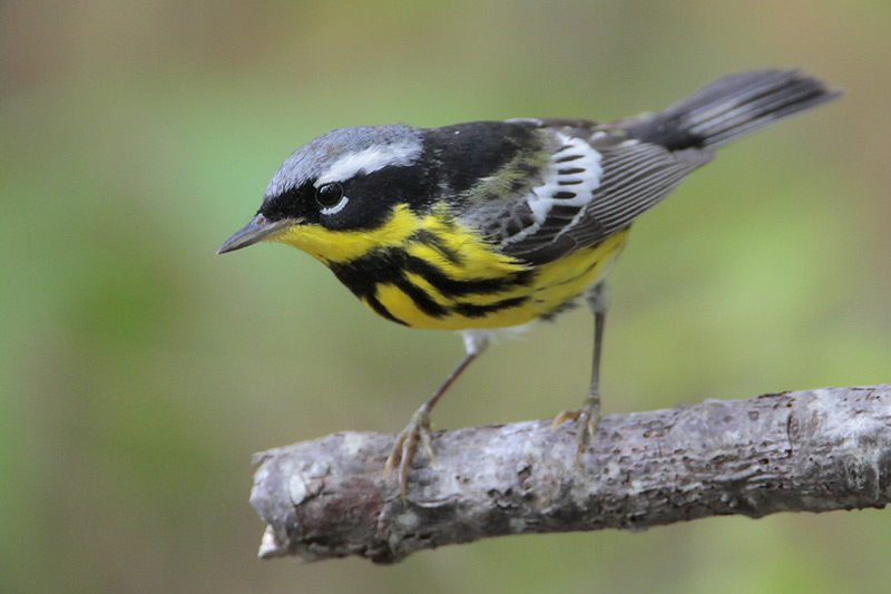 Magnolia Warbler