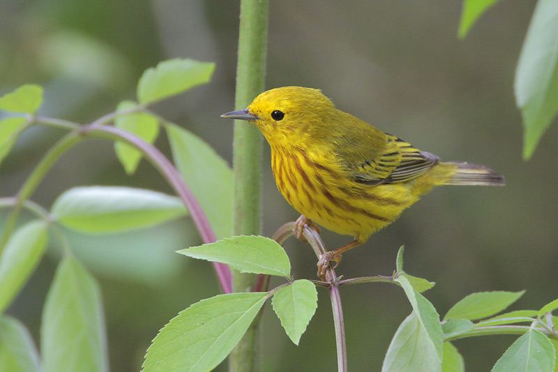 Yellow Warbler