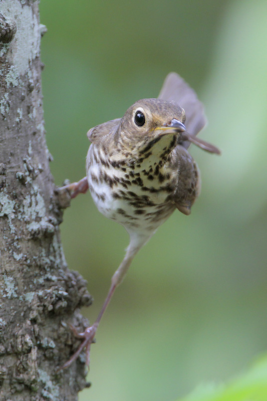 Swainsons Thrush