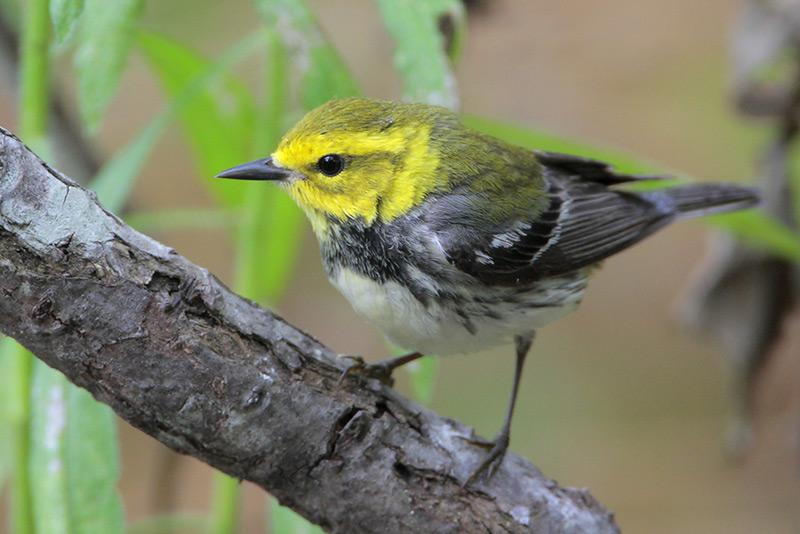 Black-throated  Green Warbler