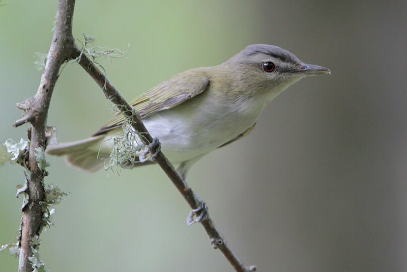 Red-eyed Vireo