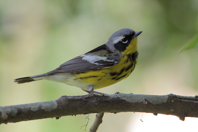 Magnolia Warbler