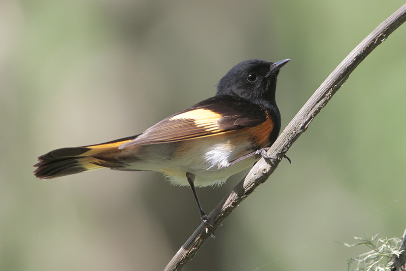 American Redstart