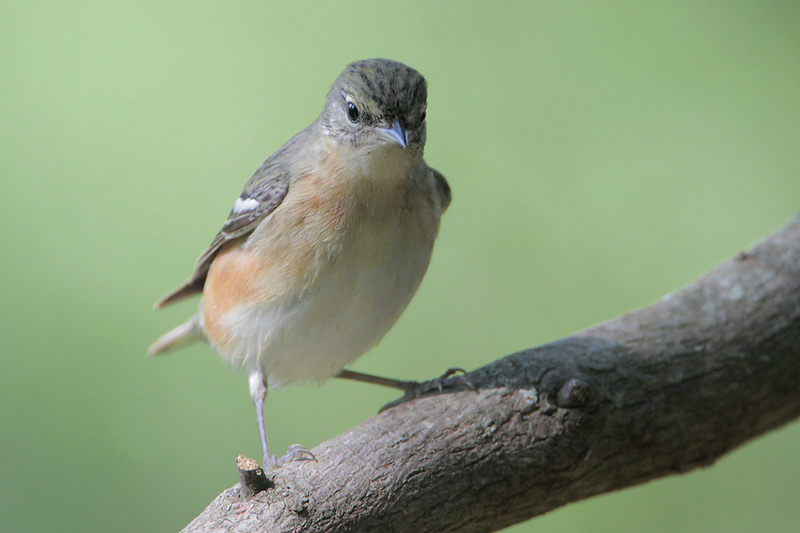 Bay-breasted Warbler