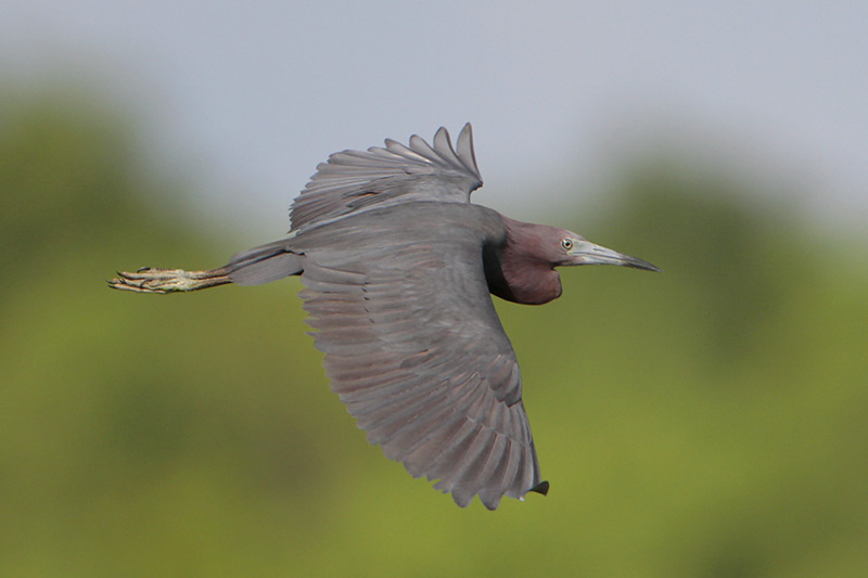 Little Blue Heron
