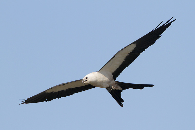 Swallow-tailed Kite